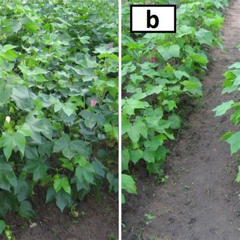 Typical Cotton Plant Morphology Download Scientific Diagram