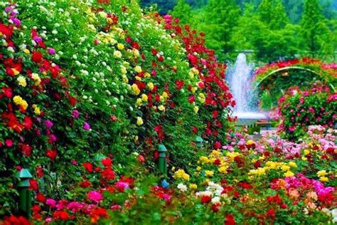 10 Natural Beautiful Rose Garden For You Ewksmanz