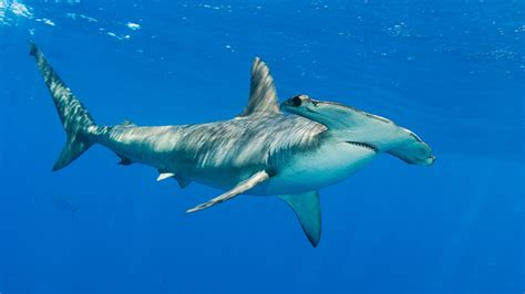 3 Sharks That Need Protection In The Indian Ocean