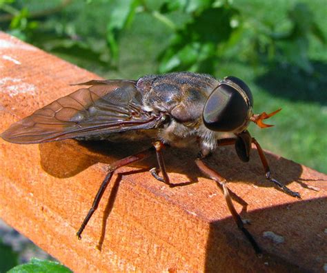 This Was The Biggest Fly I Have Ever Seen Flickr Photo Sharing