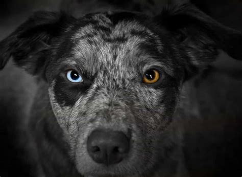 Heterochromia In Animals Pets With Different Colored Eyes Gagdaily News