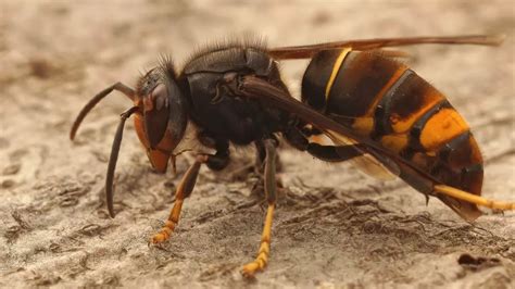 Asian Hornet Invasion In The Uk Fears As Public Urged To Report Sightings Of Deadly Insect