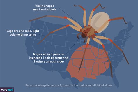 The Brown Recluse How To Tell If You Were Bitten