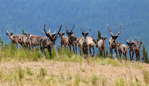 Where And When To See Animal Migrations End Of Year