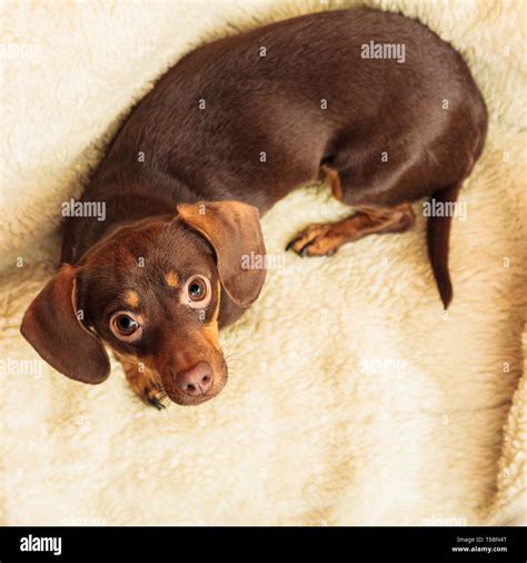 Animals At Home Dachshund Chihuahua And Shih Tzu Mixed Dog Relaxing On