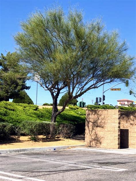 Shade Trees Of The High Desert Nate S Nursery