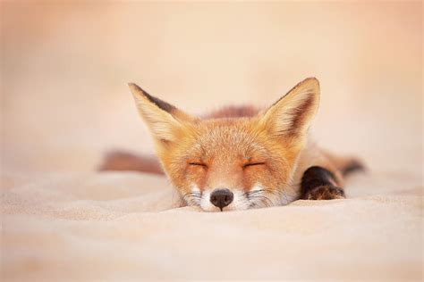 Zen Fox Series Sleepy Fox Is Sleepy Photograph By