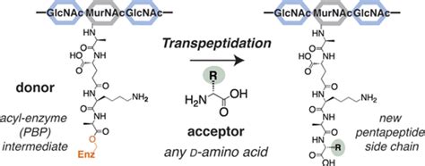 Transpeptidase Mediated Incorporation Of D Amino Acids Into Bacterial