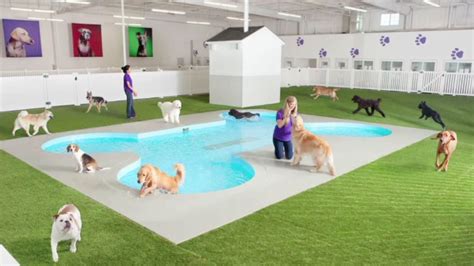 Luxury Pet Airport Pet Terminal Planned For Kennedy Abc7 Chicago