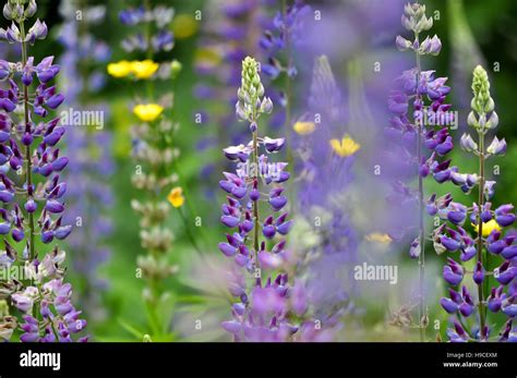 Closeup Of A Colorful Garden Of Blooming Lupine Flowers Stock Photo Alamy