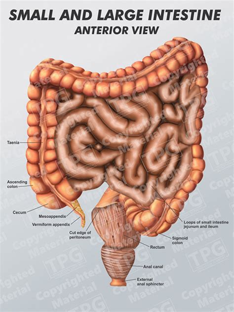 The large intestine is made up of the cecum, the ascending (right) colon, the transverse (across) colon. Small and Large Intestine Anterior View
