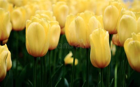 Yellow Tulips Blooming Stock Photo Image Of Tulips Yellow 40385754
