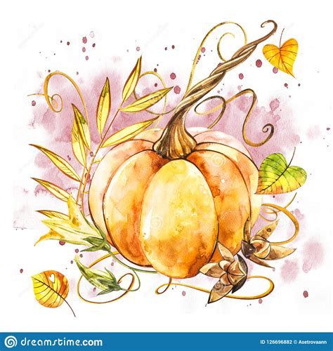Pumpkin. Hand Drawn Watercolor Painting On White ...