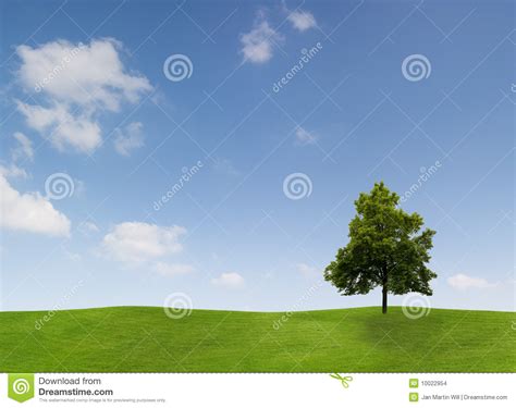 Single Tree In Countryside Stock Photo Image Of Leaves 10022954