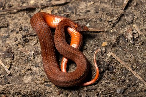 Red Bellied Snake South Carolina Partners In Amphibian And Reptile
