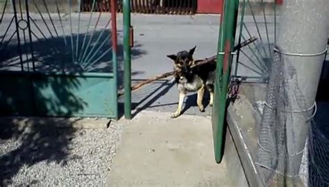 Compilation Of Determined Dogs Who Cant Fit Their Big Sticks Through