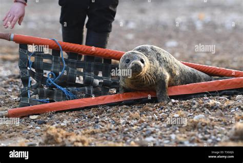 Gnasher A Four Month Old Grey Seal Pup Is Released Back Into The Wild