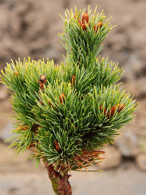 Pinus Parviflora Kinpo Japanese White Pine Conifer Kingdom