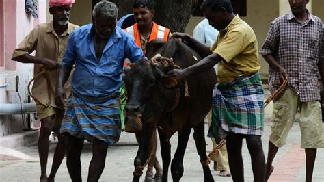 Corporation Impounding Stray Cattle The Hindu