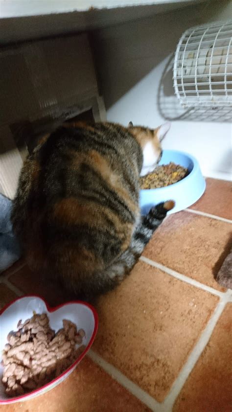 Ivy 56 Weeks Pregnant Cat Rescue Cats 6 Weeks Pregnant