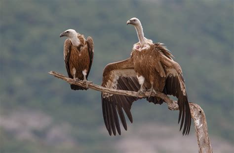 Rhodope Mountains Rewilding Area Maintains Griffon Vulture Breeding