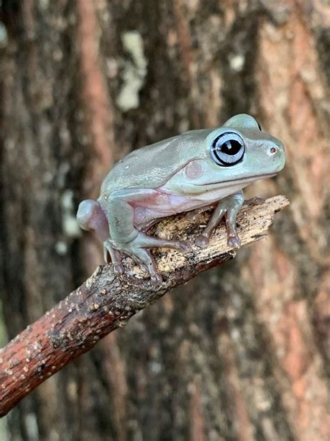 Baby Blue Whites Tree Frogs For Sale