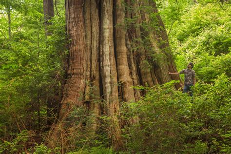 Guide To Oregons Ancient Forests Giant Trees And Old Growth Hikes