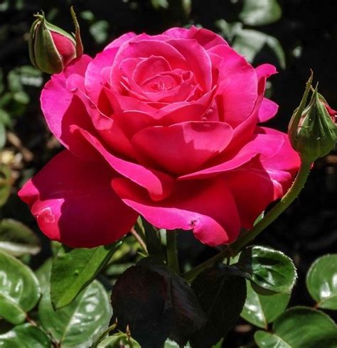 Pin De Kallol Bhattacharya Em My Rose