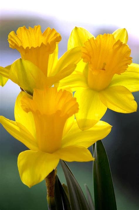The sun is always shining when i'm with you. Daffodil is the birth flower for March, meaning rebirth ...