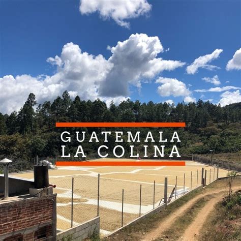 New Single Origin Release Guatemala La Colina — Badger And Dodo
