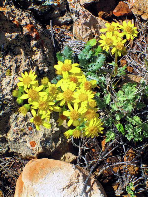 Arizona Desert Flowers Photograph By Ilia Fine Art America