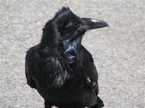 Corvus Corax Northern Raven 3 Corvus Corax Linnaeus 175 Flickr