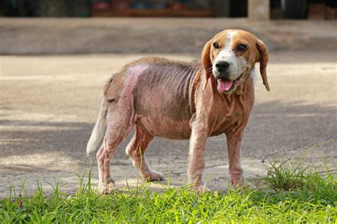How Do You Know If Your Puppy Has Mange