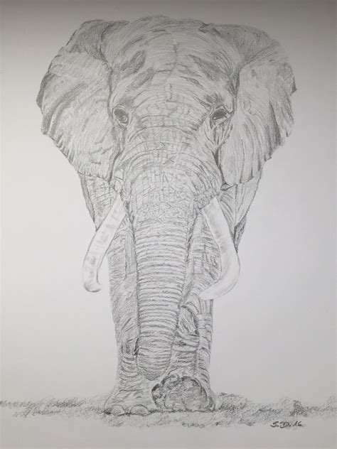 Elefant Bleistift Zeichnung Afrikanische Gemälde Elefanten Skizze