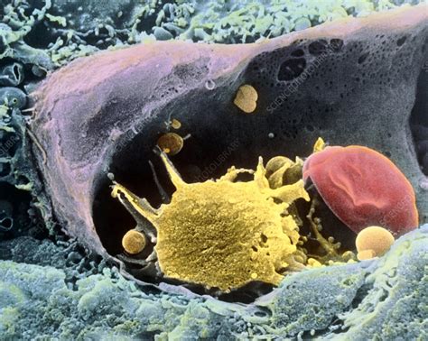 Coloured Sem Of A Monocyte In A Blood Capillary Stock Image P276