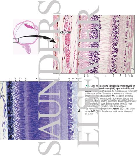Light Micrographs Comparing Retinal Layers Of Human Above And Avian