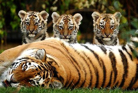 Wwf is committed to saving endangered species. 6 Interesting Facts About the ENDANGERED Malayan Tigers.
