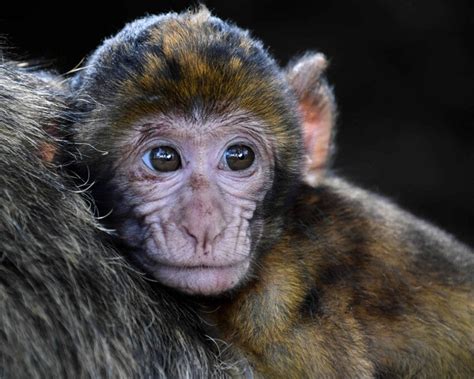 Free Picture Monkey Wildlife Primate Portrait Cute Animal Ape