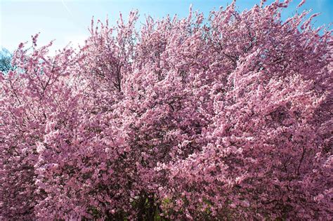 Purple Leaf Sand Cherry Plant Care And Growing Guide