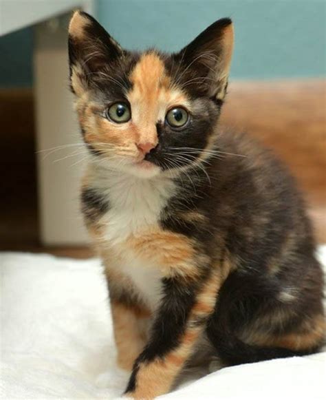 Where Can I Find Free Kittens Find A Pet Adoption Centre Near You