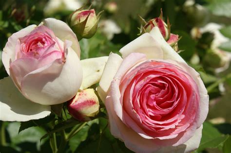 Die Schönsten Rosen Für Den Hausgarten