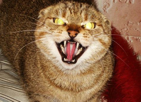 20 Of The Most Evil Cats Youll Ever See