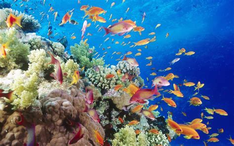 49 Most Beautiful Ocean Wallpapers On Wallpapersafari