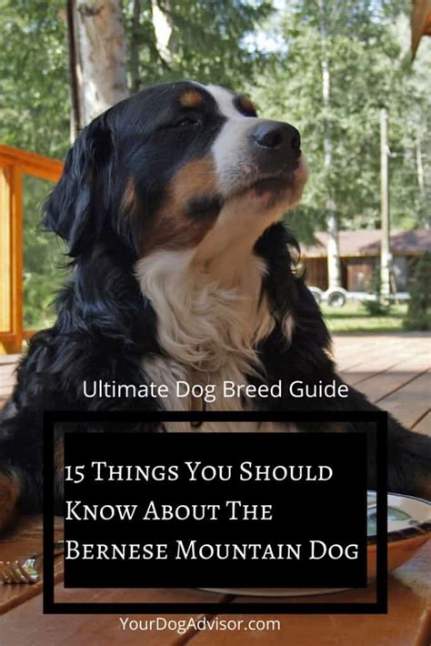 15 Things To Know About The Bernese Mountain Dog Your