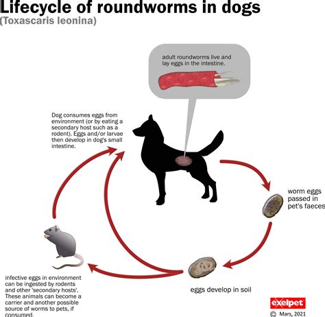 Roundworm Infection In Chickens 59 Off