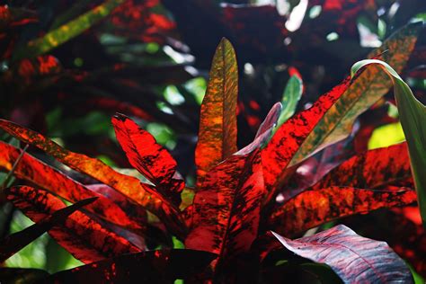 Red Leaves Of A Croton Plant Free Stock Photo Public Domain Pictures