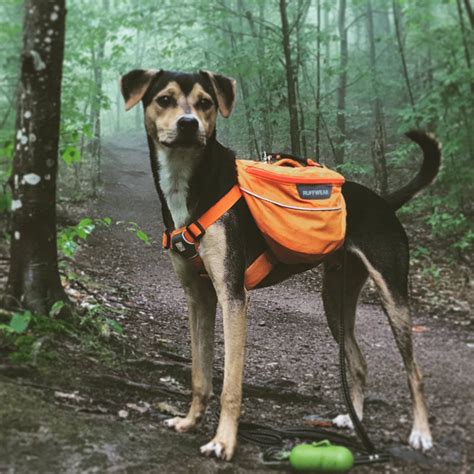 Zanies casual canine backpack carrier. Pin by Ruffwear on Dog Packs | Dog backpack, Diy dog backpack, Dog gear