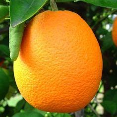 We can grow all types of orange trees that are perfect for adding value to our landscape, as well as our life. Arizona Sweet Orange Trees - A Citrus Tree That Does Well ...