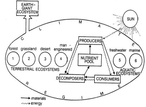 Ecosystem Chapter Notes Class 12 Biology Edurev Notes