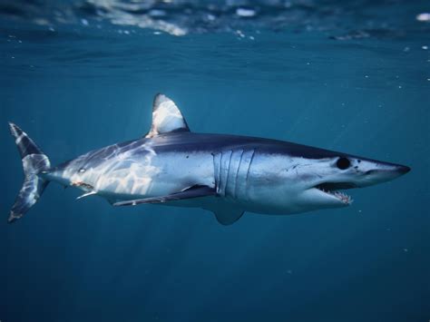 Worlds Fastest Shark Now Facing Extinction Conservation Experts Warn
